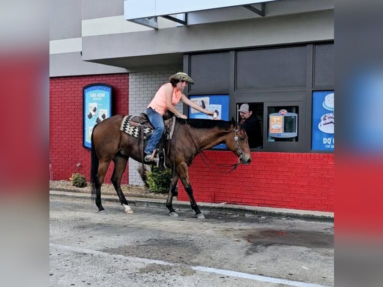 American Quarter Horse Gelding 4 years 15 hh Bay in Robards, KY