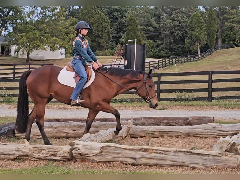 American Quarter Horse Gelding 4 years 15 hh Bay in Robards, KY