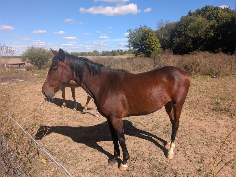 American Quarter Horse Mix Gelding 4 years 15 hh Bay in Urbana