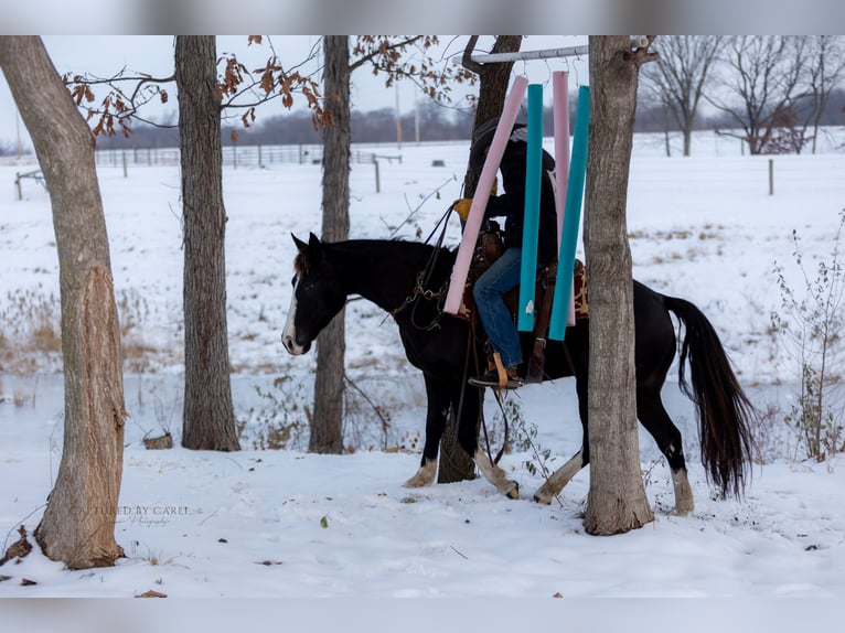 American Quarter Horse Gelding 4 years 15 hh Black in Shelbina