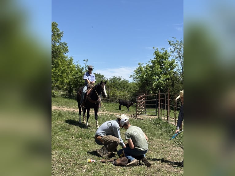 American Quarter Horse Gelding 4 years 15 hh Black in Shelbina