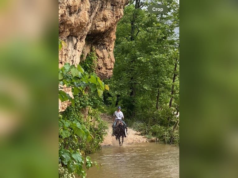 American Quarter Horse Gelding 4 years 15 hh Black in Shelbina