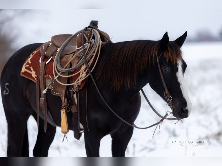 American Quarter Horse Gelding 4 years 15 hh Black in Shelbina
