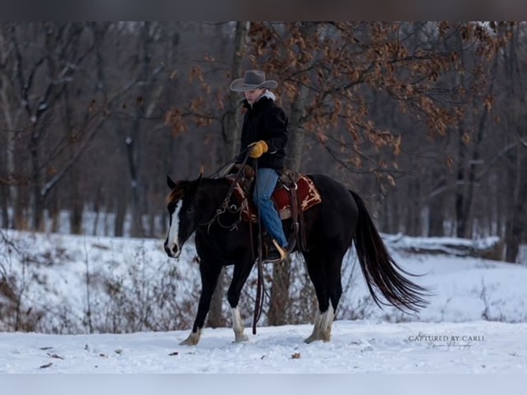 American Quarter Horse Gelding 4 years 15 hh Black in Shelbina