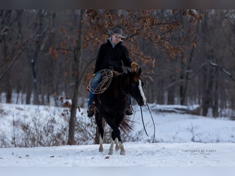 American Quarter Horse Gelding 4 years 15 hh Black in Shelbina