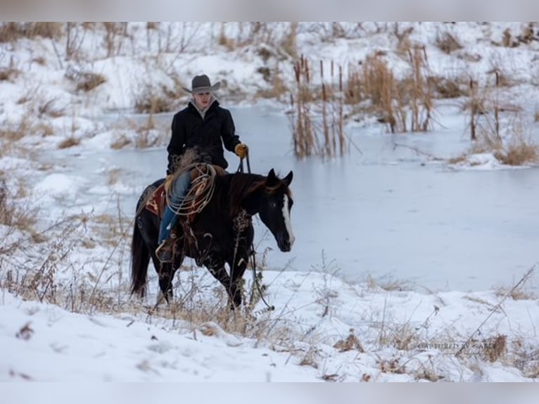 American Quarter Horse Gelding 4 years 15 hh Black in Shelbina