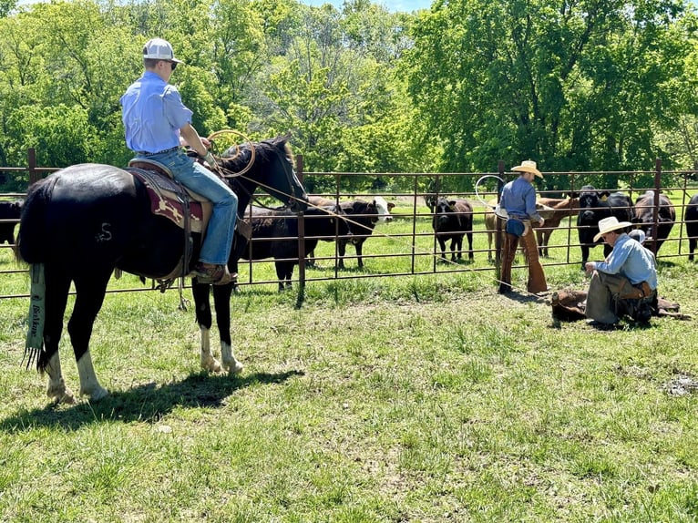 American Quarter Horse Gelding 4 years 15 hh Black in Shelbina