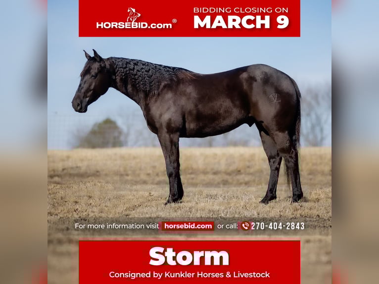 American Quarter Horse Gelding 4 years 15 hh Black in Tompkinsville