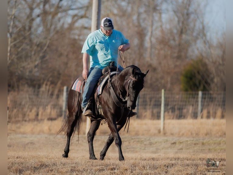 American Quarter Horse Gelding 4 years 15 hh Black in Tompkinsville