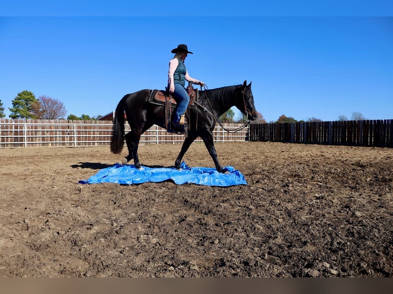 American Quarter Horse Gelding 4 years 15 hh Black in Whitesboro, TX