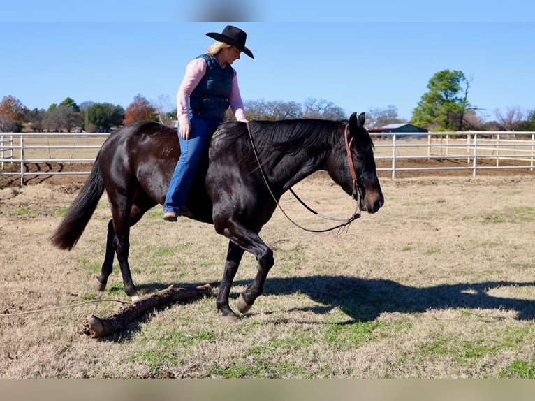 American Quarter Horse Gelding 4 years 15 hh Black in Whitesboro, TX