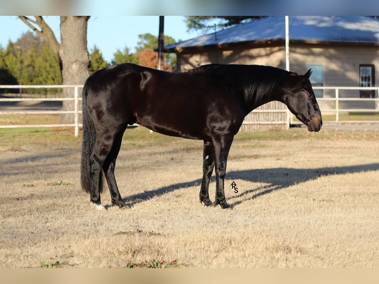 American Quarter Horse Gelding 4 years 15 hh Black in Whitesboro, TX