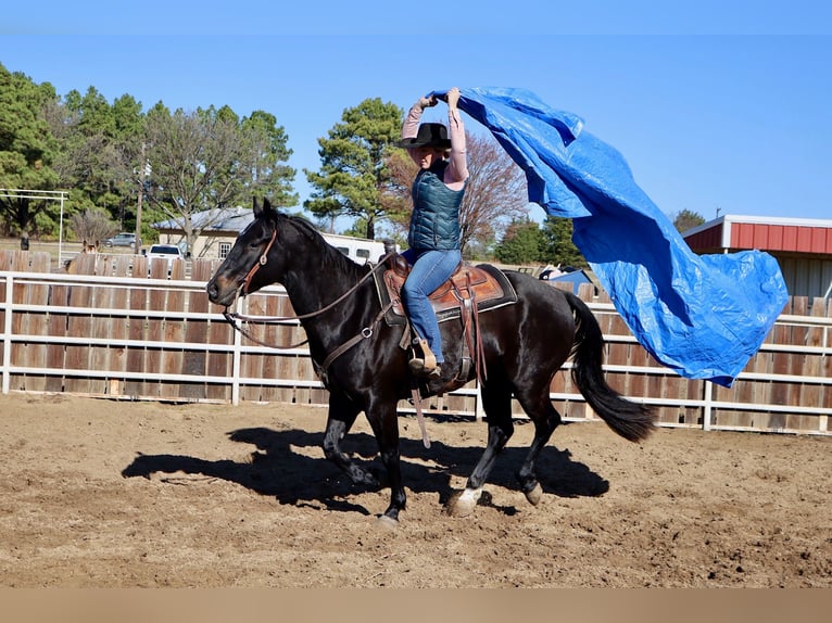 American Quarter Horse Gelding 4 years 15 hh Black in Whitesboro, TX