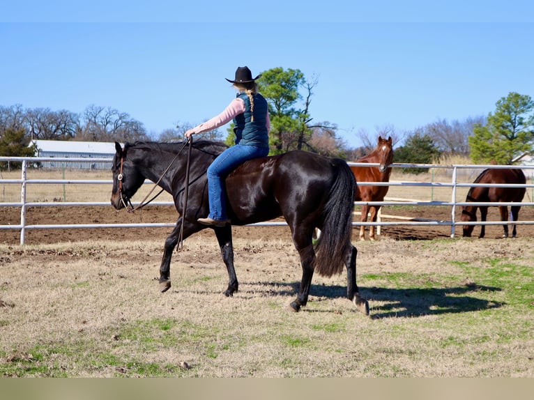 American Quarter Horse Gelding 4 years 15 hh Black in Whitesboro, TX