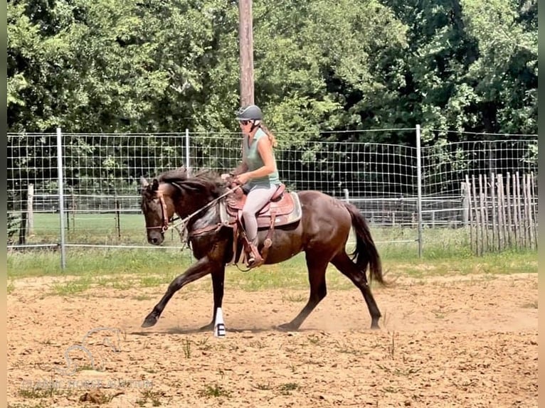 American Quarter Horse Gelding 4 years 15 hh Black in New Summerfield, TX