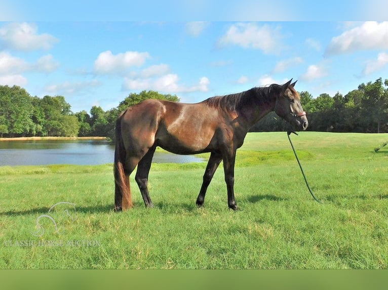 American Quarter Horse Gelding 4 years 15 hh Black in New Summerfield, TX