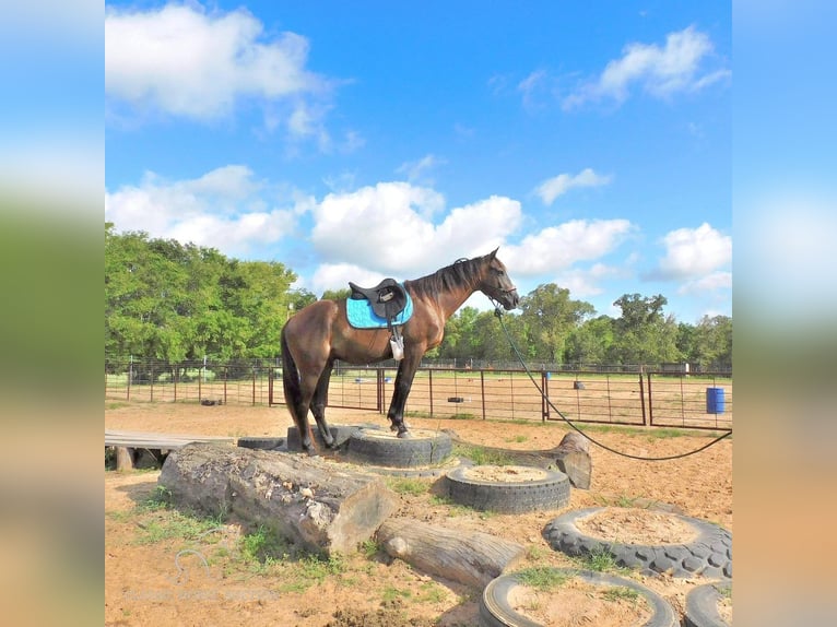 American Quarter Horse Gelding 4 years 15 hh Black in New Summerfield, TX