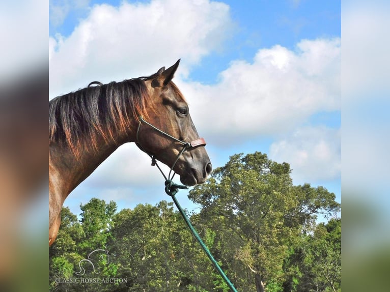 American Quarter Horse Gelding 4 years 15 hh Black in New Summerfield, TX