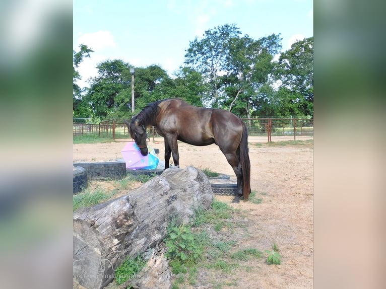 American Quarter Horse Gelding 4 years 15 hh Black in New Summerfield, TX