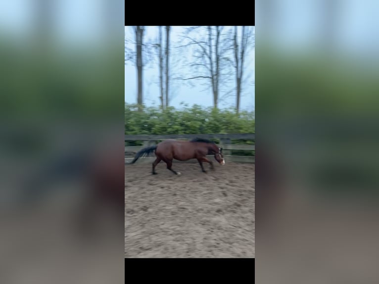 American Quarter Horse Gelding 4 years 15 hh Brown in Rijswijk (NB)