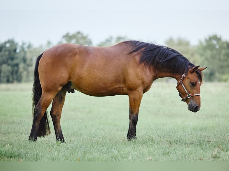 American Quarter Horse Gelding 4 years 15 hh Brown in München