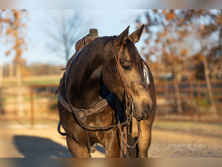 American Quarter Horse Gelding 4 years 15 hh Buckskin in Lewistown