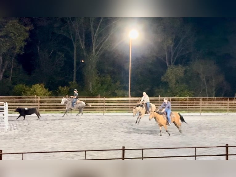 American Quarter Horse Gelding 4 years 15 hh Buckskin in Honey Brook