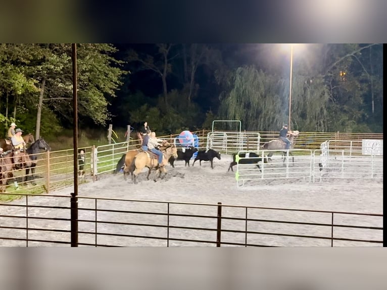 American Quarter Horse Gelding 4 years 15 hh Buckskin in Honey Brook