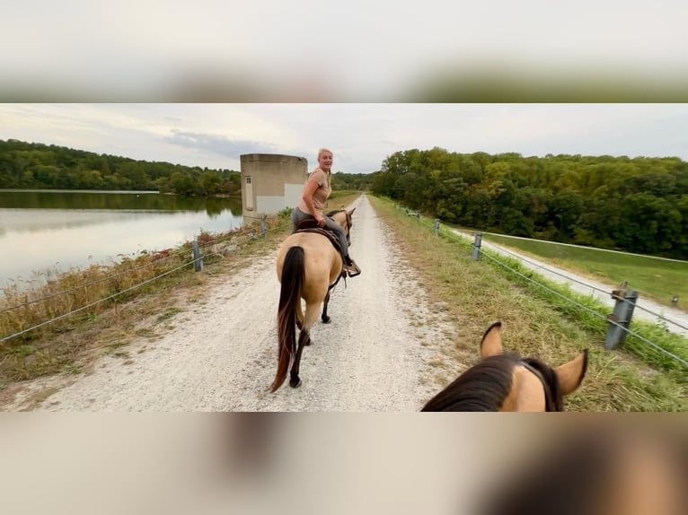 American Quarter Horse Gelding 4 years 15 hh Buckskin in Honey Brook