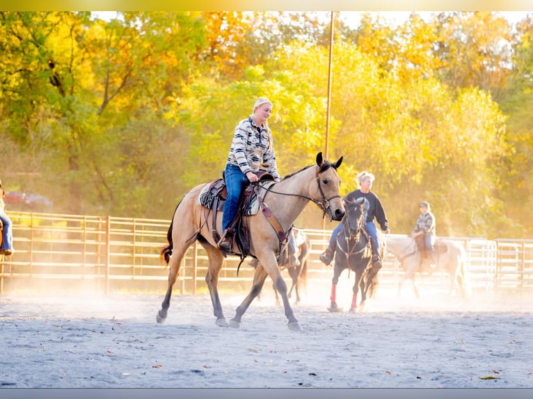 American Quarter Horse Gelding 4 years 15 hh Buckskin in Honey Brook