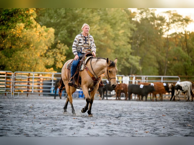 American Quarter Horse Gelding 4 years 15 hh Buckskin in Honey Brook