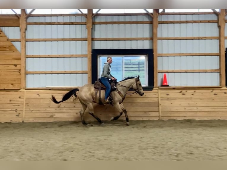 American Quarter Horse Gelding 4 years 15 hh Buckskin in Honey Brook