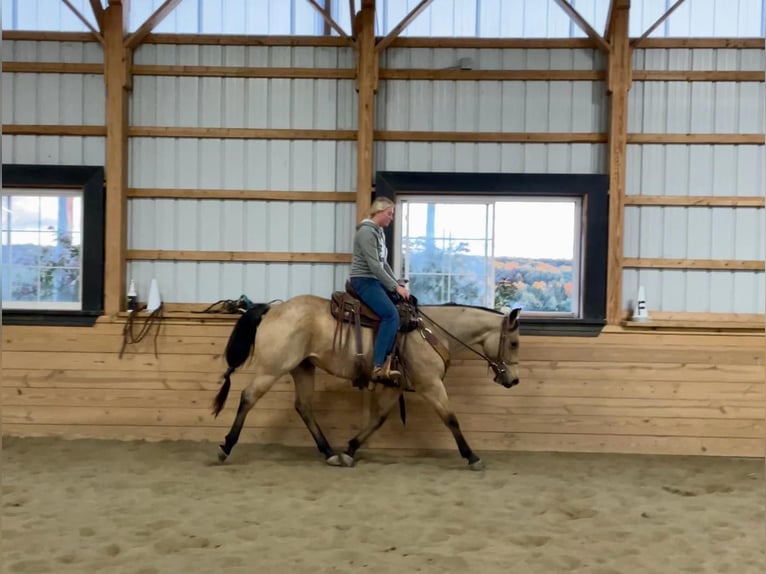 American Quarter Horse Gelding 4 years 15 hh Buckskin in Honey Brook