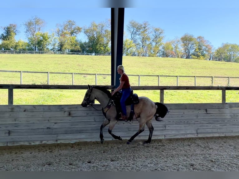 American Quarter Horse Gelding 4 years 15 hh Buckskin in Honey Brook