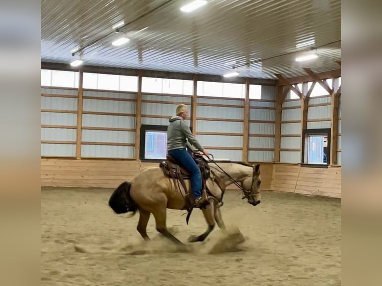 American Quarter Horse Gelding 4 years 15 hh Buckskin in Honey Brook