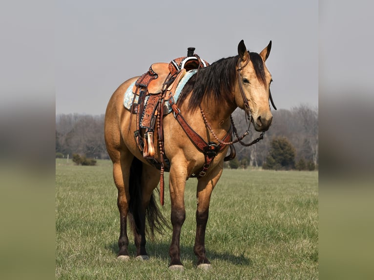 American Quarter Horse Gelding 4 years 15 hh Buckskin in Buffalo, MO
