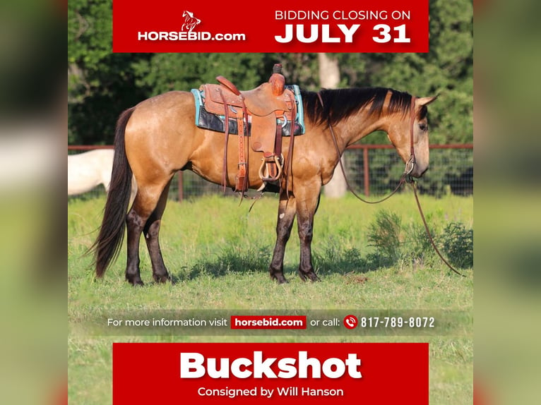 American Quarter Horse Gelding 4 years 15 hh Buckskin in Joshua, TX