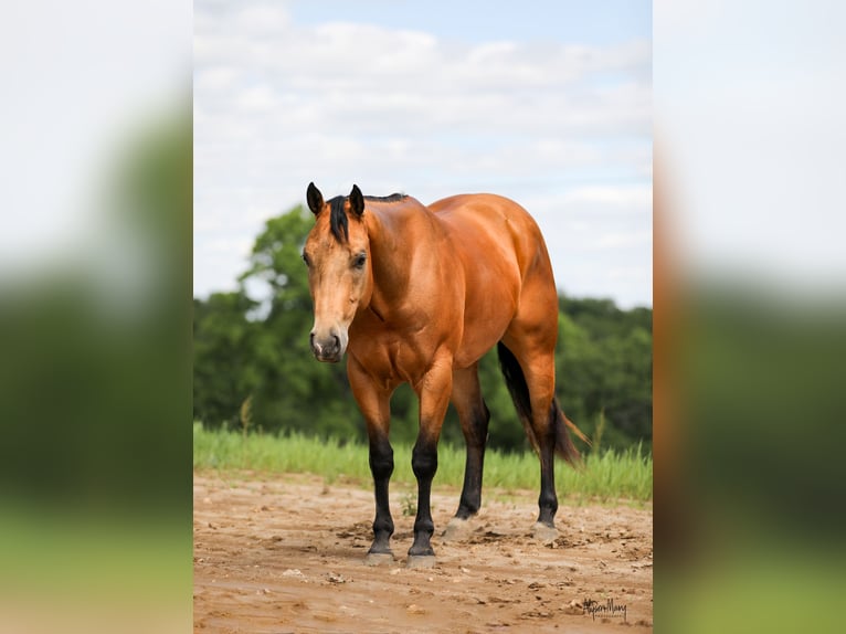 American Quarter Horse Gelding 4 years 15 hh Buckskin in Bellevue