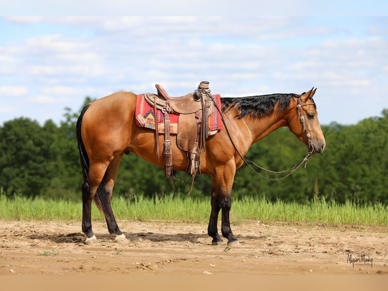 American Quarter Horse Gelding 4 years 15 hh Buckskin in Bellevue