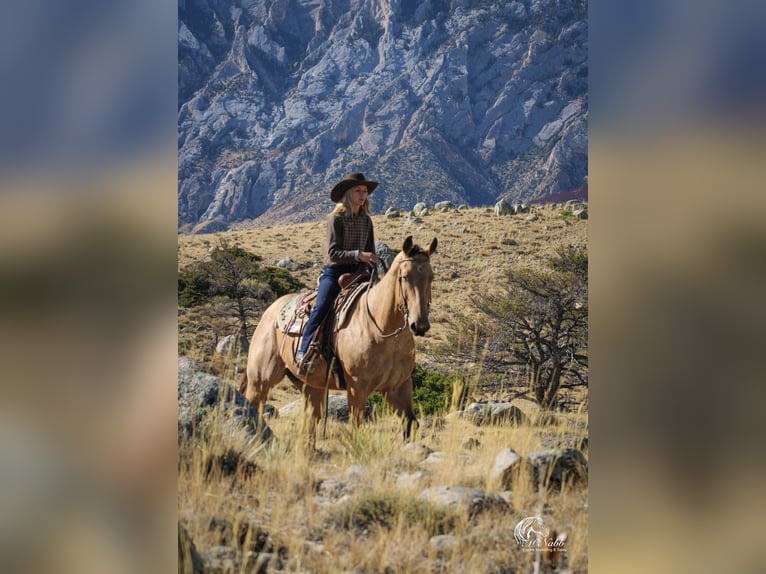 American Quarter Horse Gelding 4 years 15 hh Buckskin in Cody