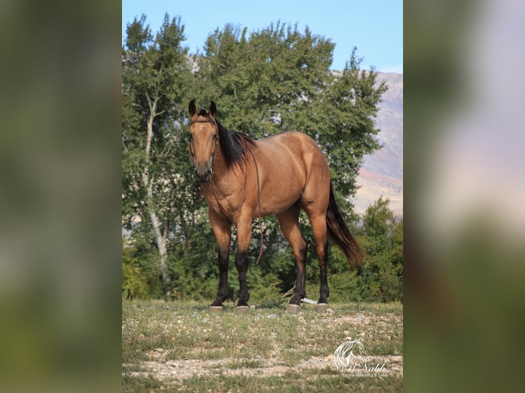 American Quarter Horse Gelding 4 years 15 hh Buckskin in Cody