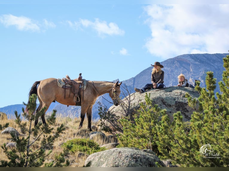 American Quarter Horse Gelding 4 years 15 hh Buckskin in Cody