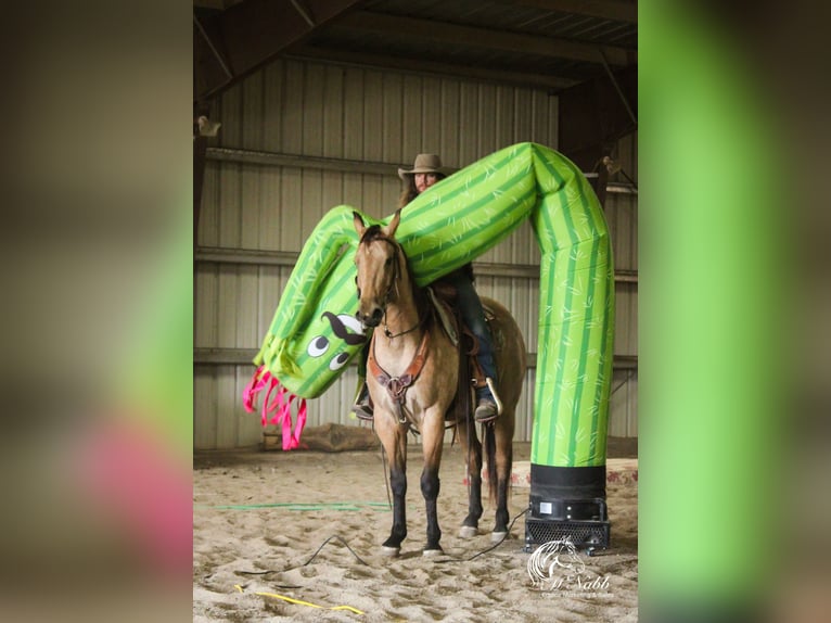 American Quarter Horse Gelding 4 years 15 hh Buckskin in Cody