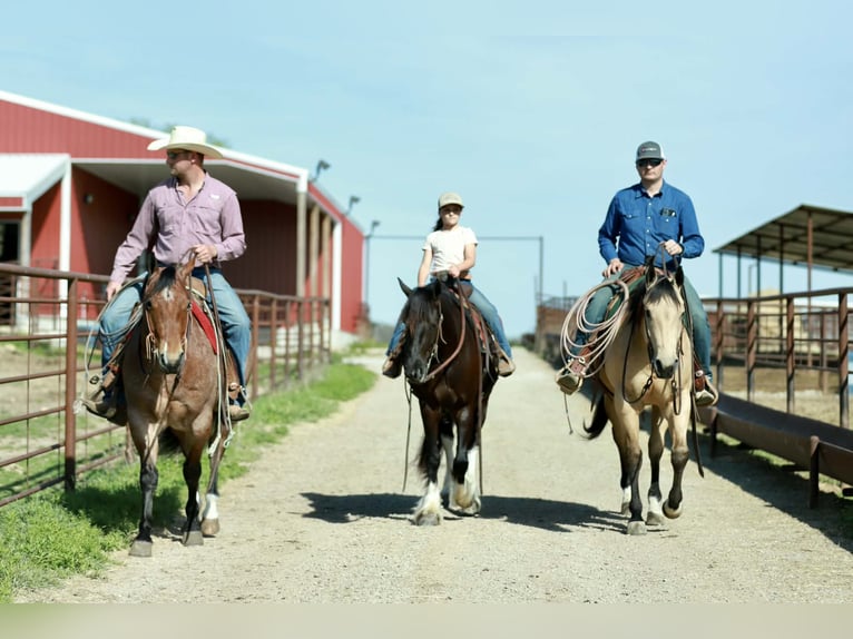 American Quarter Horse Gelding 4 years 15 hh Buckskin in Mount Vernon