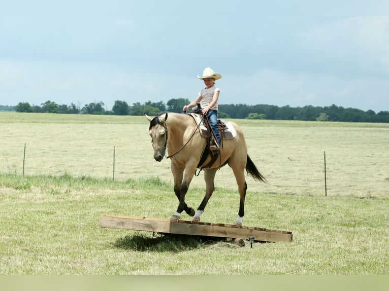 American Quarter Horse Gelding 4 years 15 hh Buckskin in Mount Vernon