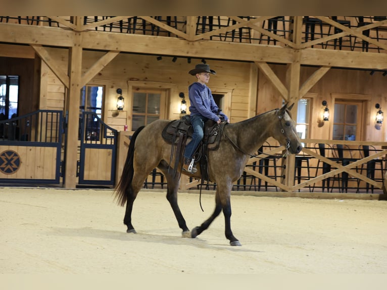 American Quarter Horse Gelding 4 years 15 hh Buckskin in Needmore