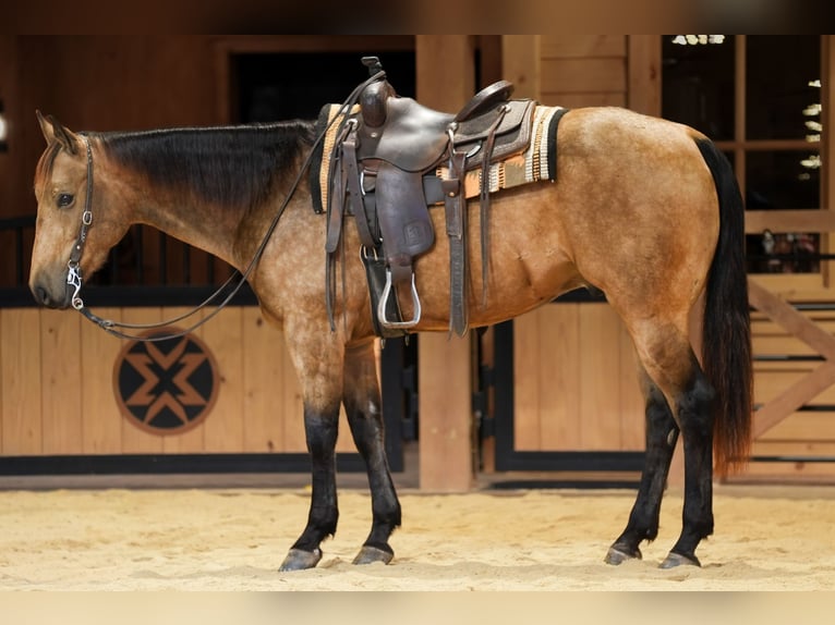 American Quarter Horse Gelding 4 years 15 hh Buckskin in Needmore