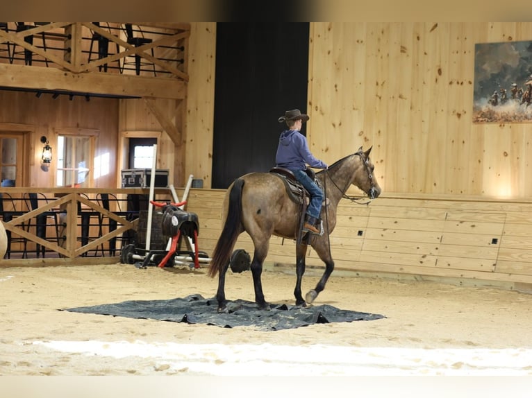 American Quarter Horse Gelding 4 years 15 hh Buckskin in Needmore