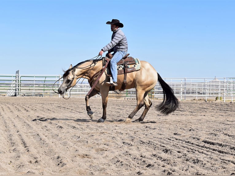 American Quarter Horse Gelding 4 years 15 hh Buckskin in Bayard, Nebraska