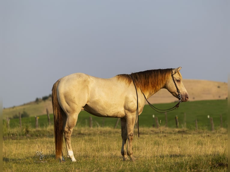 American Quarter Horse Gelding 4 years 15 hh Champagne in Caldwell, ID